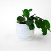 1930's Randall Milk Glass Block Pedestal Planter
