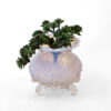 Sowerby of England Opalescent Glass Piasa Bird Rose Bowl